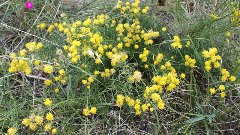 Galatella linosyris